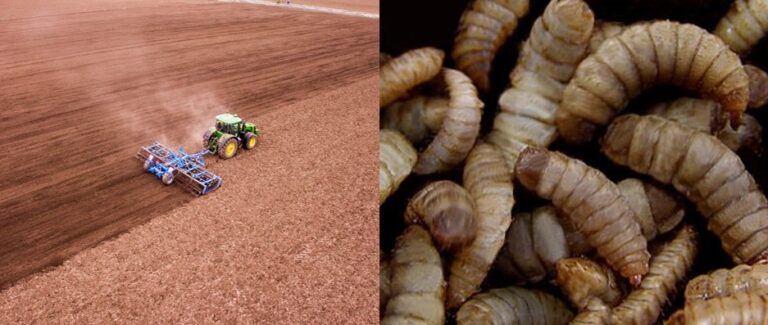 Insecten in een duurzaam voedselpatroon: ‘Maak niet de fouten die we in de veeteelt maakten’
