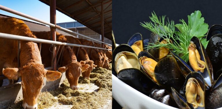 Duurzaam eten uit zee: liever mossel en oester dan zeewier of kweekzalm